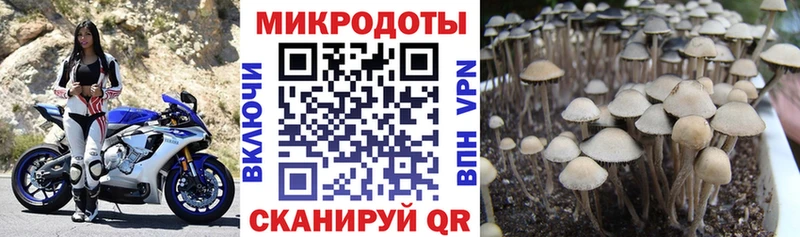 Псилоцибиновые грибы Psilocybe  Купить закладки  Трёхгорный 